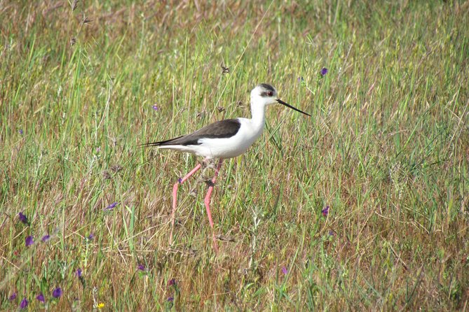 Afternoon Birdwatching at Lagoa Dos Salgados - Birdwatching Highlights