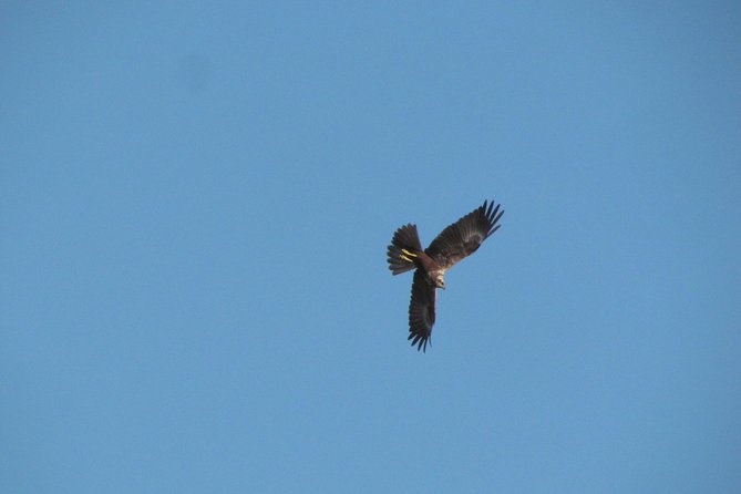 Afternoon Birdwatching at Lagoa Dos Salgados - Preparing for Your Adventure