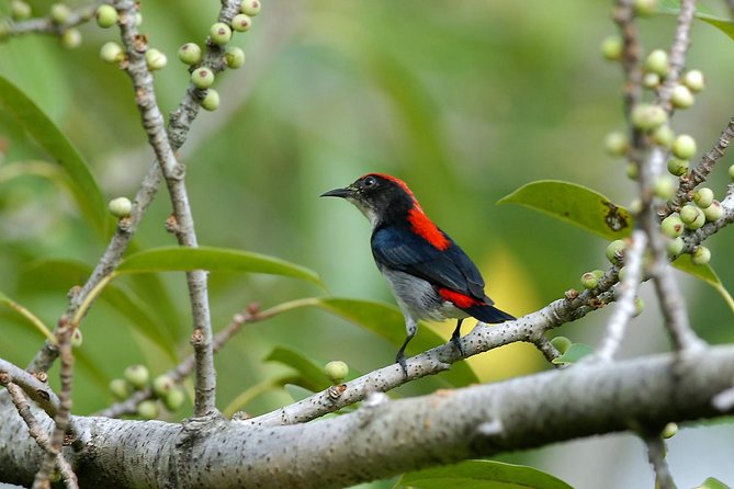Afternoon Birdwatching Tour in Langkawi - Key Points