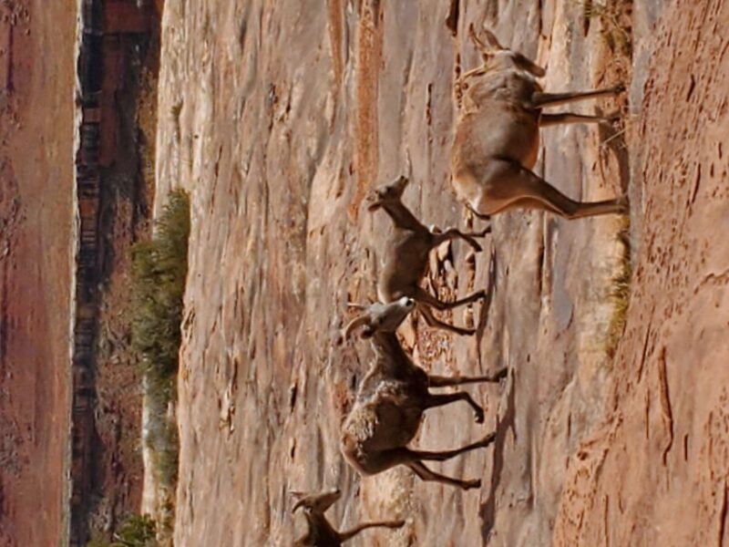 Afternoon Canyonlands Island In The Sky 4X4 Tour - Experience Highlights