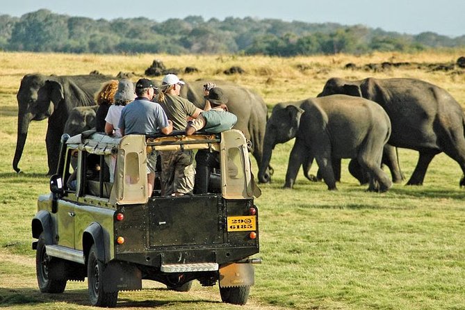 Afternoon Game Drive at Minneriya National Park - Key Points