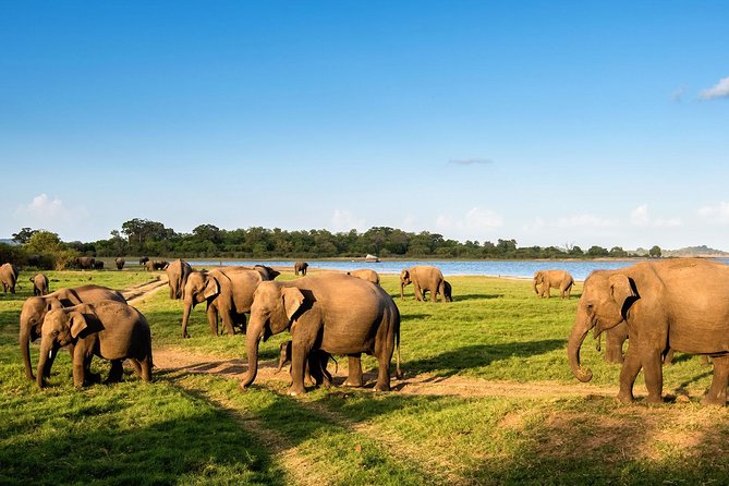 Afternoon Game Drive at Minneriya National Park - Additional Information