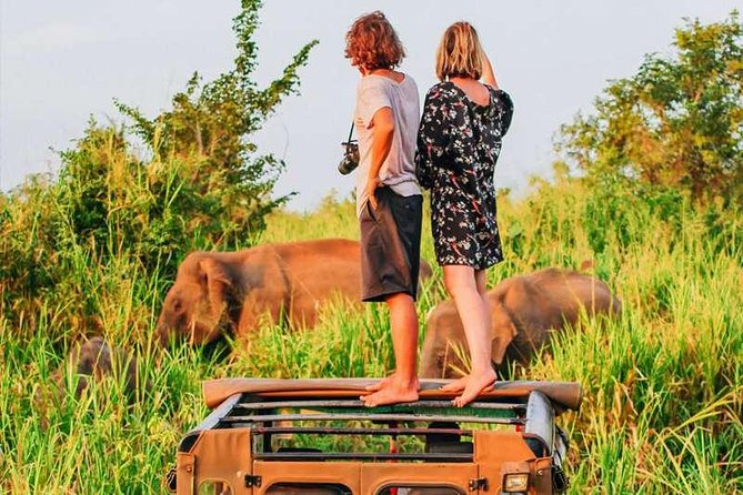 Afternoon Game Drive at Minneriya National Park - Exploring Minneriya National Park