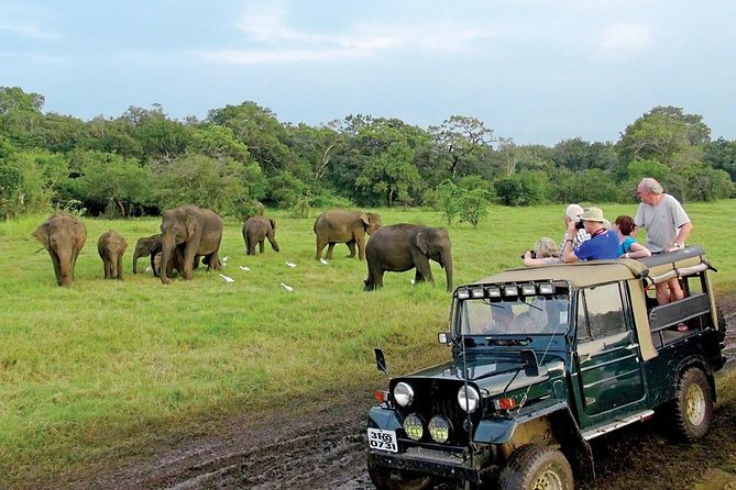 Afternoon Game Drive at Minneriya National Park - Wildlife Viewing Opportunities