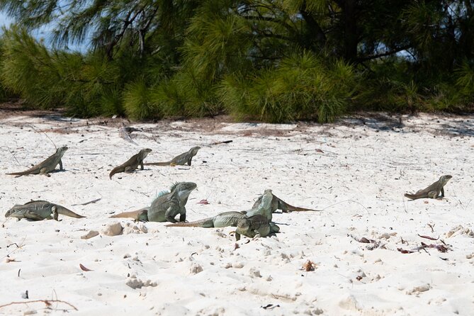 Afternoon Half Day Cruise From Providenciales With Snorkeling and Iguana Island - What to Bring