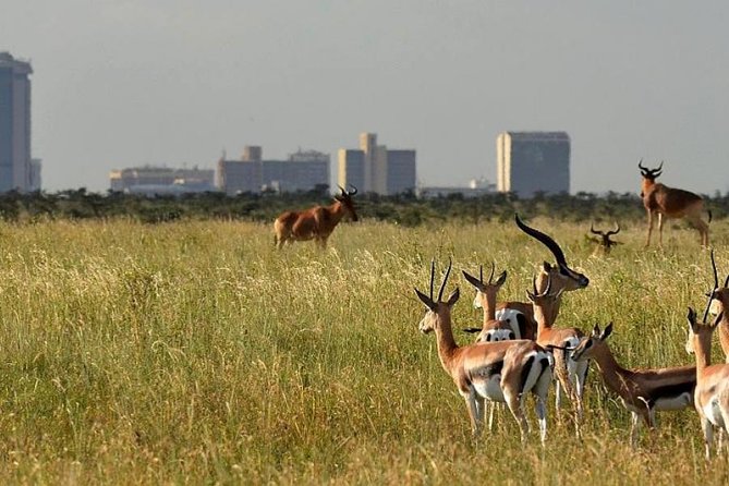 Afternoon Half Day Mini Safari to Nairobi National Park - Private Tour Experience