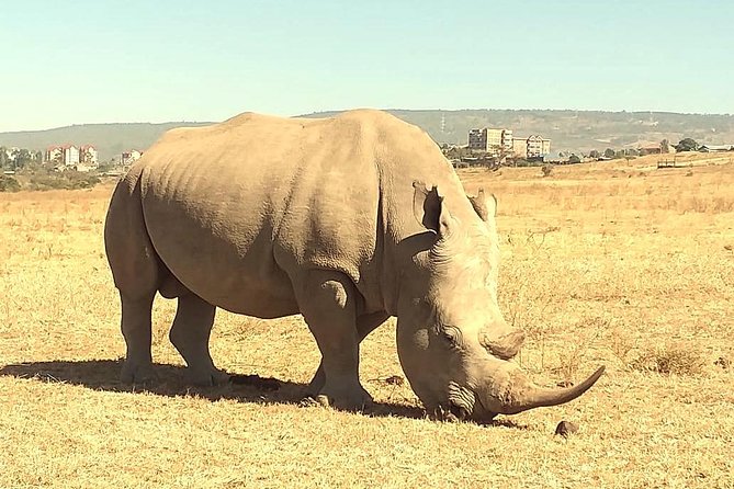 Afternoon Half Day Mini Safari to Nairobi National Park - Booking and Confirmation