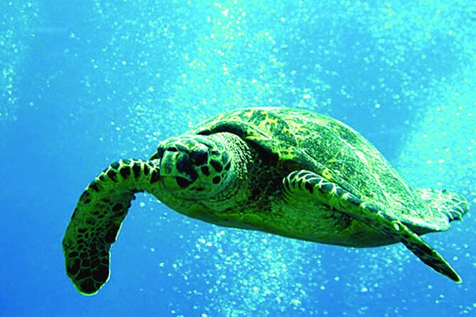 Afternoon Honu Hawaiian Green Sea and Dolphin Snorkel and Sail - Key Points