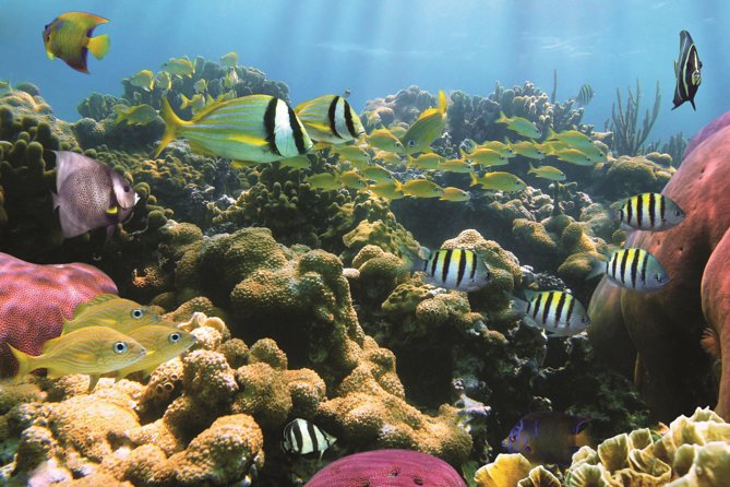 Afternoon Honu Hawaiian Green Sea and Dolphin Snorkel and Sail - Inclusions