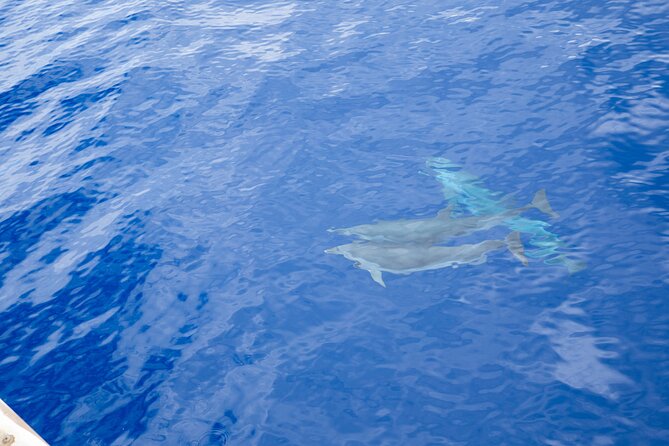 Afternoon Honu Hawaiian Green Sea and Dolphin Snorkel and Sail - Booking and Confirmation
