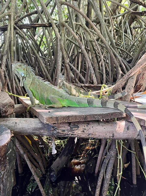 Afternoon Journey in Manialtepec and Bioluminiscence. - Highlights