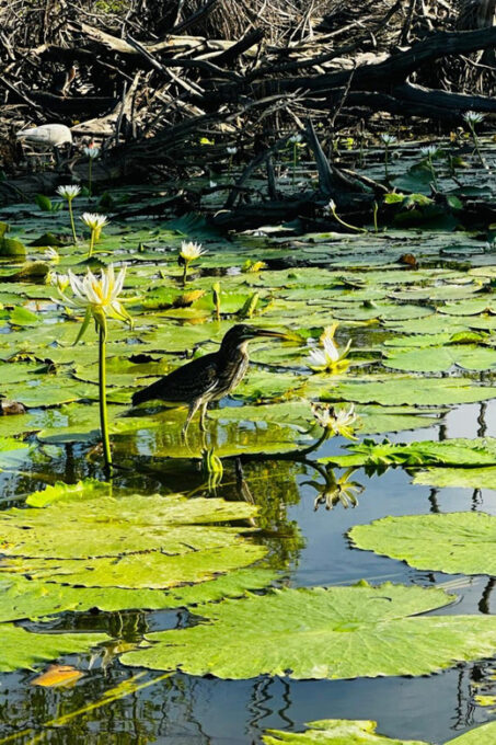 Afternoon Journey in Manialtepec and Bioluminiscence. - On-site Purchases