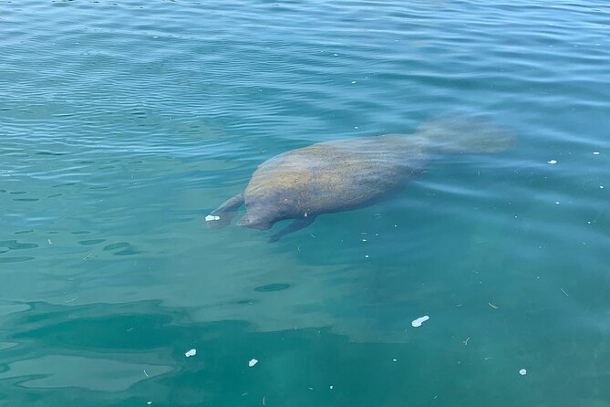 Afternoon Kayak and Paddleboard Tours in Condado Lagoon - Exploring Condado Lagoons Ecosystem