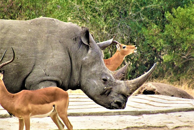 Afternoon Kruger National Park Safari - Safari Overview