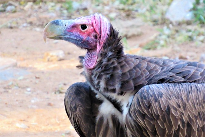 Afternoon Kruger National Park Safari - Meeting and Pickup Information