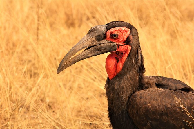 Afternoon Kruger National Park Safari - Park Entry Fees