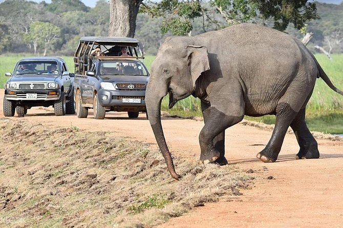 Afternoon Safari to Wilpattu National Park - Health and Accessibility