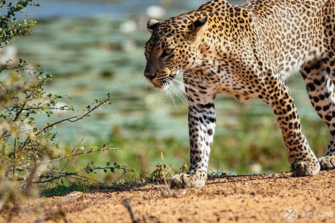 Afternoon Safari to Wilpattu National Park - Booking Information