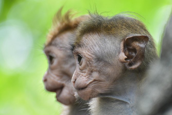 Afternoon Safari to Wilpattu National Park - Wildlife Viewing