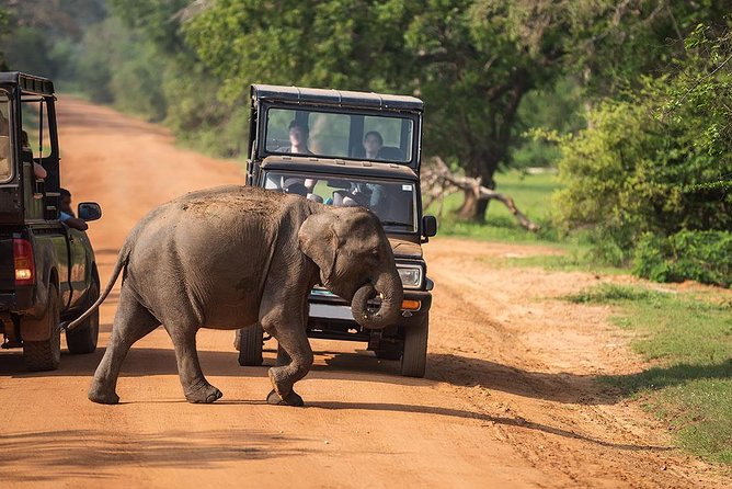 Afternoon Safari to Wilpattu National Park - Safari Experience