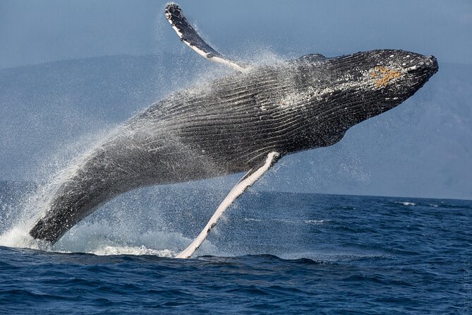 Afternoon Sail With the Whales From Maalaea Harbor - Key Points