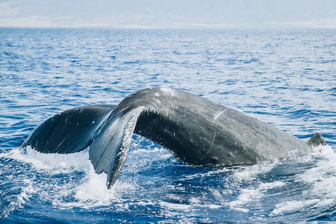 Afternoon Sail With the Whales From Maalaea Harbor - Accessibility and Requirements