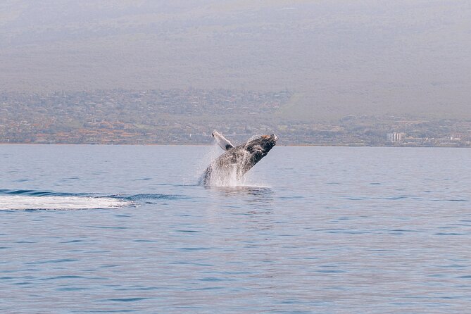 Afternoon Sail With the Whales From Maalaea Harbor - Booking Details