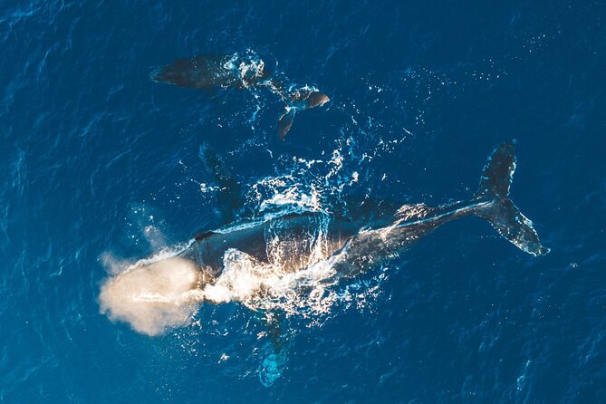 Afternoon Sail With the Whales From Maalaea Harbor - Meeting and Departure