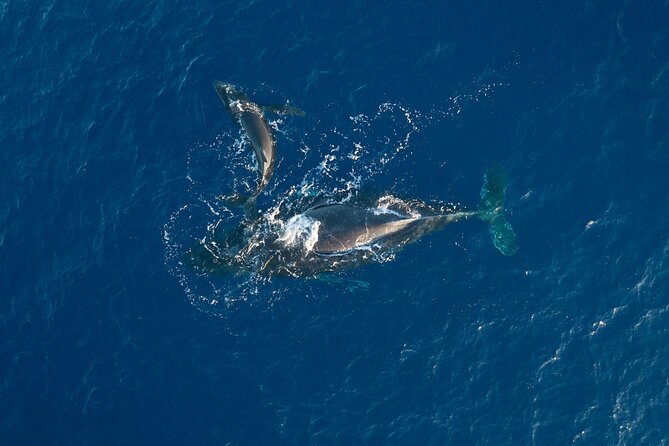 Afternoon Sail With the Whales From Maalaea Harbor - Frequently Asked Questions
