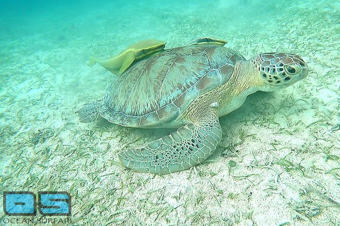 Afternoon Snorkel, Pizza & Sunset Tour Departing From St. Thomas & St. John - Health and Safety Considerations