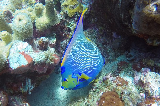 Afternoon Snorkeling Adventure in St Thomas - Meeting Point and Logistics
