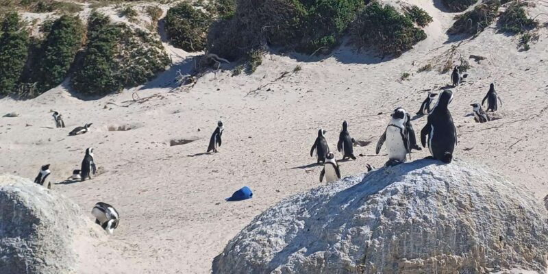 Afternoon Sunset Penguins & Cape of Good Hope Half-Day Tour - Itinerary Highlights