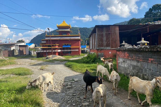 Afternoon Tibetan Cultural Tour to Tibetan Settlements Pokhara - Additional Tour Information