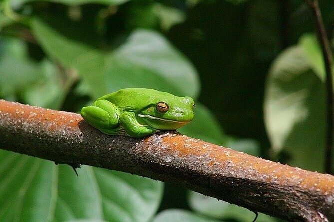 Afternoon Tour Mossman Gorge & Daintree River From Port Douglas - Customer Testimonials