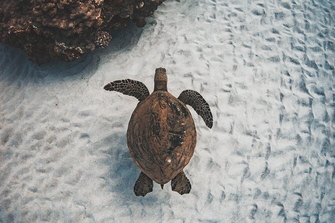 Afternoon Turtle Snorkel Sail From Maui - Encountering Mauis Sea Turtles