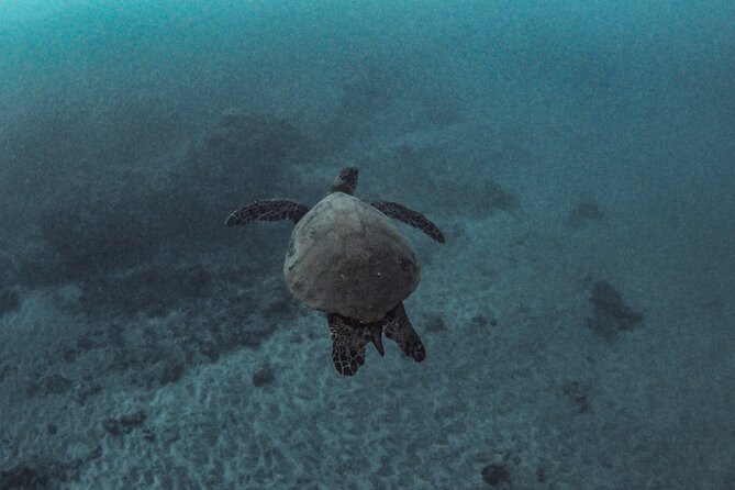 Afternoon Turtle Snorkel Sail From Maui - Customer Feedback and Ratings