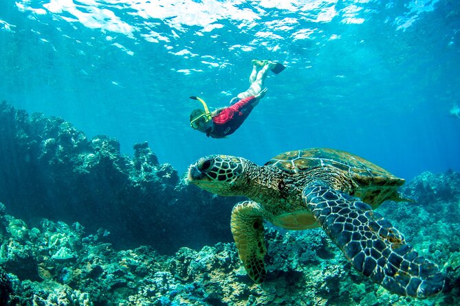 Afternoon West Maui Snorkel From Ka'Anapali Beach - Health and Safety Information