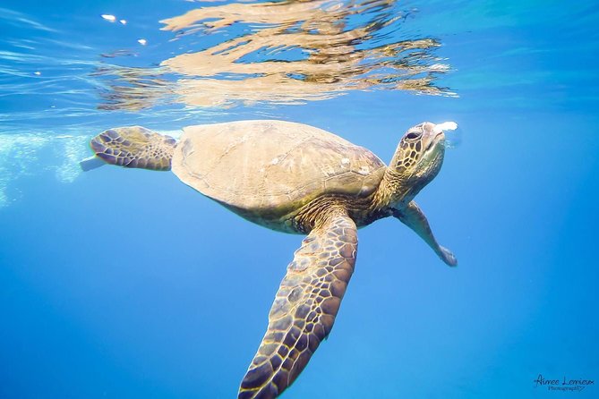 Afternoon West Maui Snorkel From Ka'Anapali Beach - Why Choose This Snorkeling Excursion?