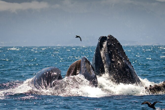 Afternoon Whale Watch - Confirmation and Booking Process