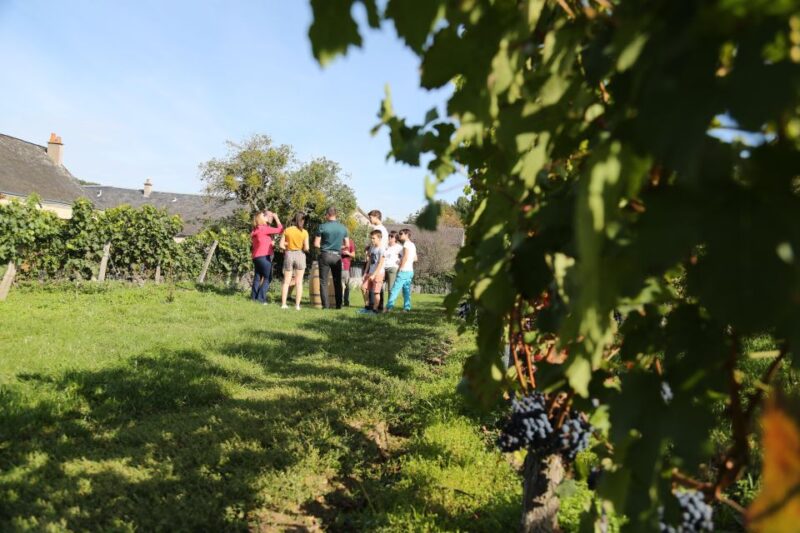 Afternoon- Wine Tour in Touraine From Tours or Amboise - Indulge in Wine Tastings