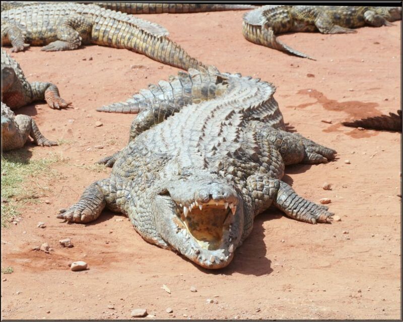 Agadir: Agadir Crocodile Park Adventure - Key Points