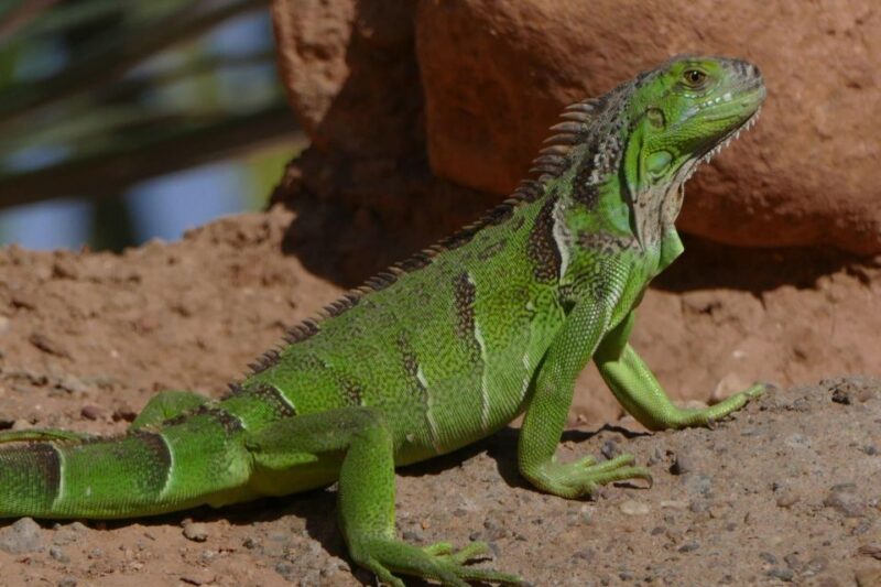 Agadir: Agadir Crocodile Park Adventure - Resident Crocodiles