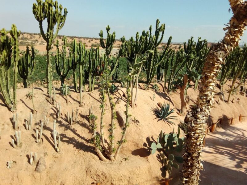 Agadir: Agadir Crocodile Park Adventure - Optional Activities