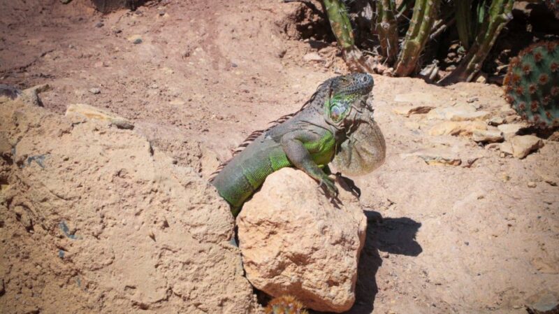 Agadir: Agadir Crocodile Park Adventure - Exploring Agadir