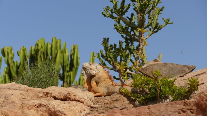Agadir: Agadir Crocodile Park Adventure - Booking and Availability