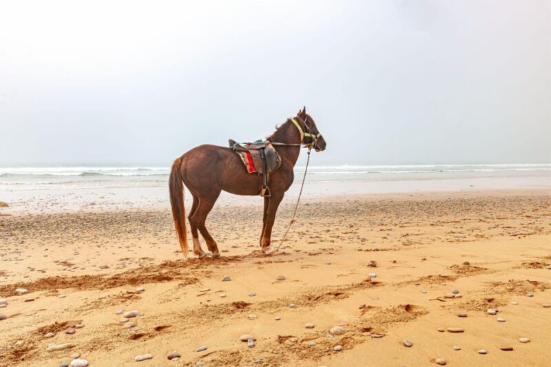 Agadir: Beach and Ranch Horse Riding Tour - Languages Offered
