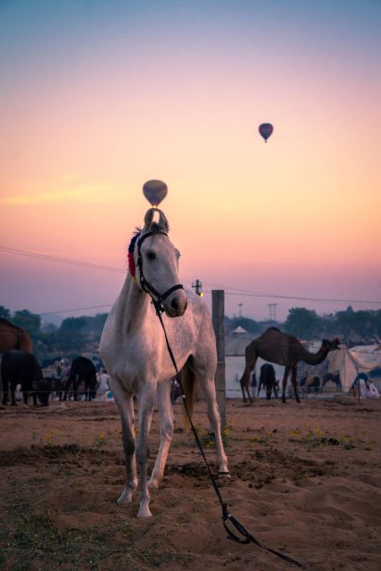 Agadir: Beach and Ranch Horse Riding Tour - Customer Feedback