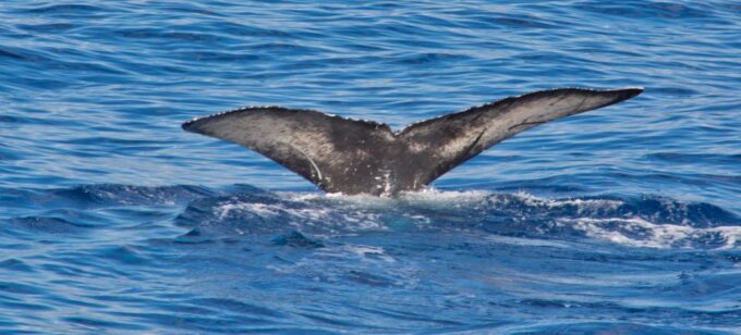 Agadir Boat Trip Fishing & Swimming Adventure - Live Tour Guide Available