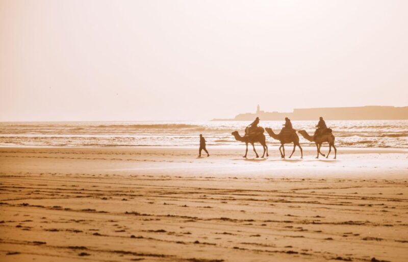 Agadir: Camel Ride and Flamingo Trek With Mint Tea - Key Points