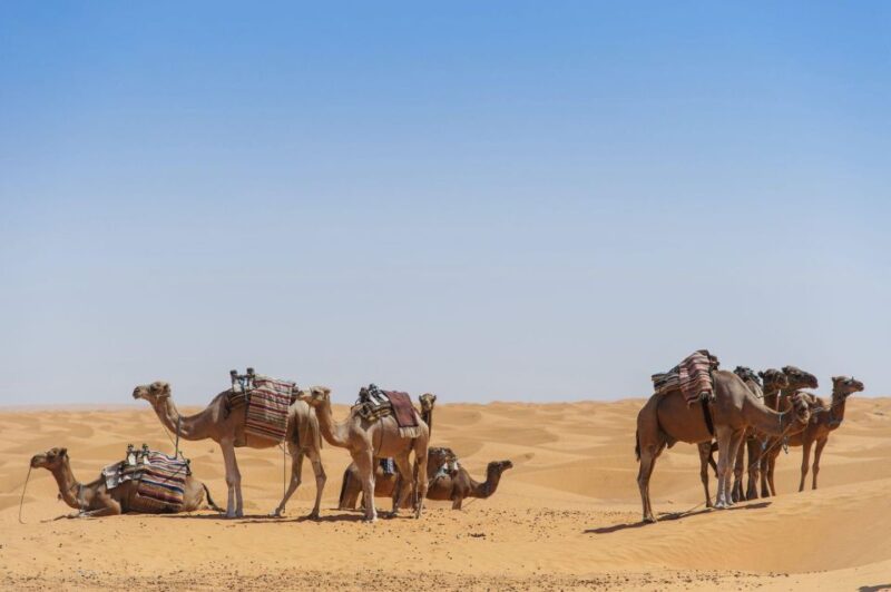 Agadir: Camel Ride and Flamingo Trek With Mint Tea - Experience Highlights